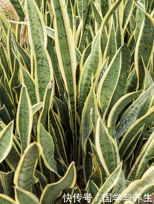 卧室养3种花,晚上也能释放氧气,睡觉睡的香!