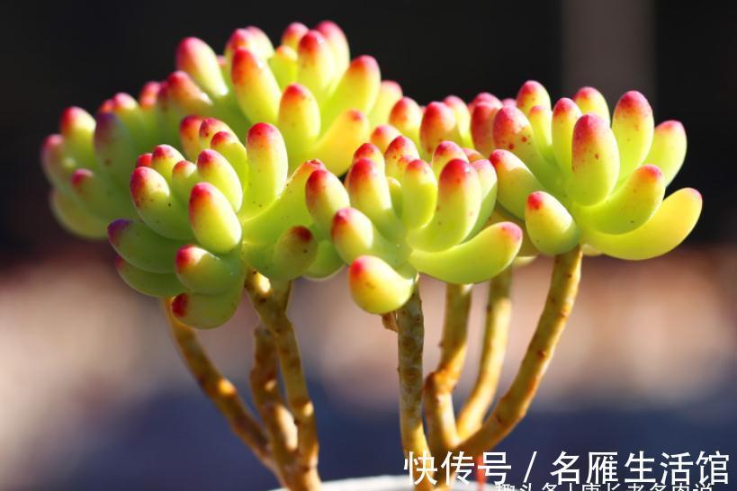 以至深秋，养一棵乙女心多肉老桩，冬天叶片就像QQ糖一样红润通透