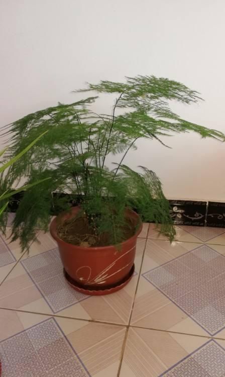 这种“养人”花，窗台客厅摆一盆，干干净净又杀菌