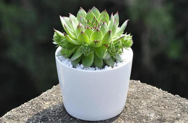 观音莲多肉叶片饱满有个性,想要养出“爆盆”感,这几招别错过