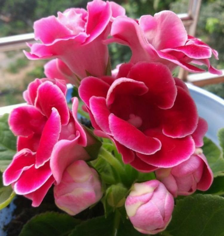 腐叶土|4种花堪称开花机器，好养又漂亮，给水就“疯长”，开花一簇簇