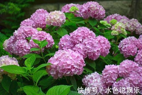 此3种花,颜值高、开花旺,轻松开成“大花球”,养花人都喜欢
