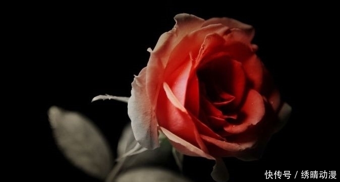 喜欢|心理学:第一眼你最喜欢哪朵玫瑰花,测你最终会嫁给爱情还是金钱