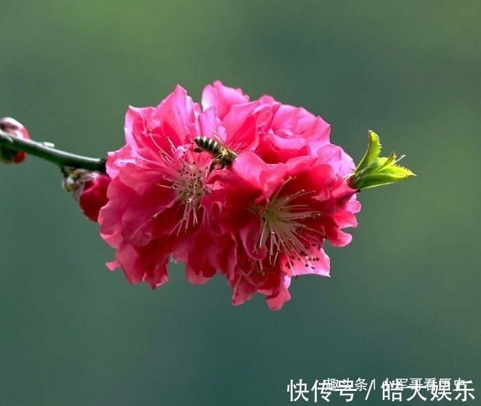 此花是桃花中的极品,树姿优美花姿迷人,具有消除仇恨的意思