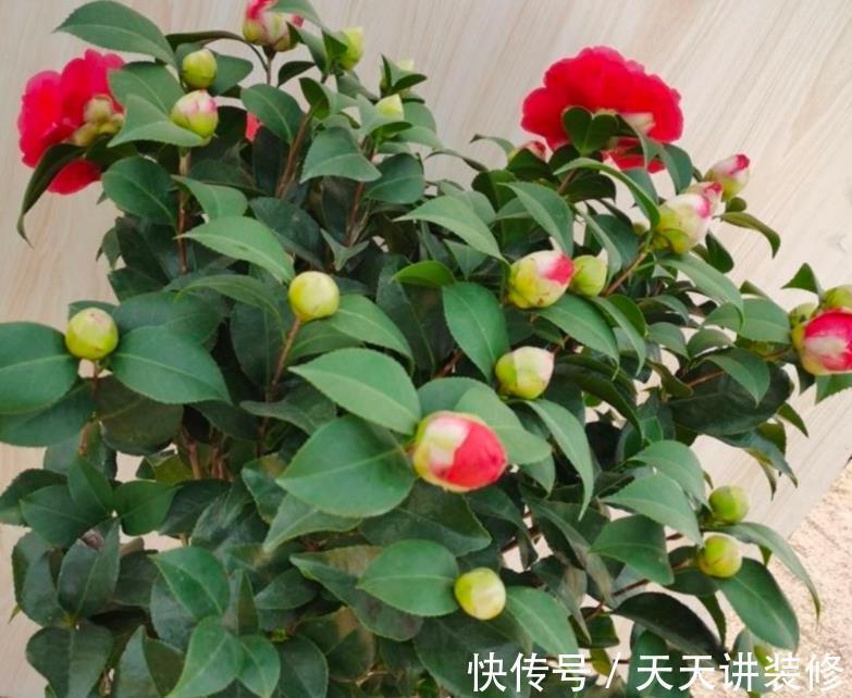 花瓣|其他茶花让让道,“茶花女王”来袭,花瓣大如盘,太美了