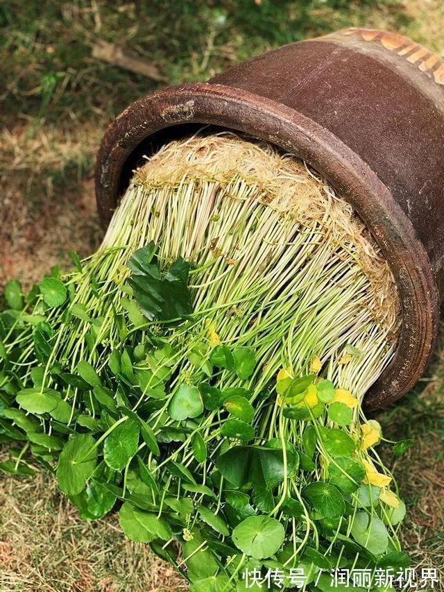 生物入侵|家庭养6种花“要当心”,容易出现“生物入侵”,天天起来要清理