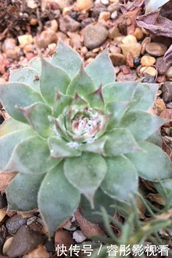 常年“爆崽”的长生草多肉,原来是开完花就挂,你能将它养好么?