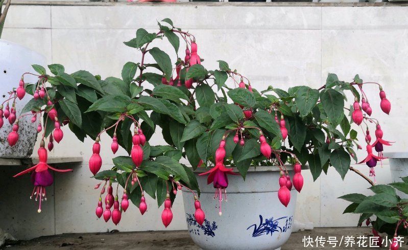 家中如果养着“夏必死”花卉，想要不出意外，必须这样做