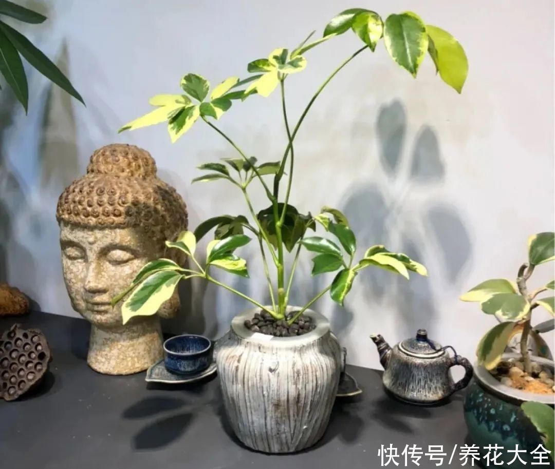 半死不活的花，扔水里，突然长疯了