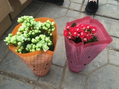 这样处理可以有效避免长寿花经常性烂根