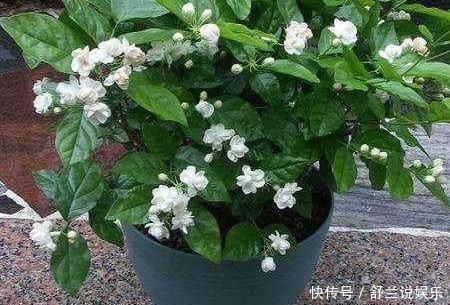 茉莉用缓释肥远水解不了近渴！此2种水10天浇一次，嗖嗖长花苞