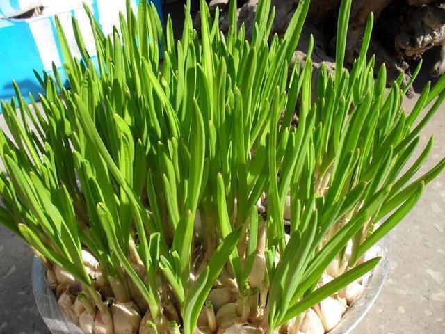 大蒜上下切两刀,找个废油桶埋进去,大蒜苗割一茬长一茬