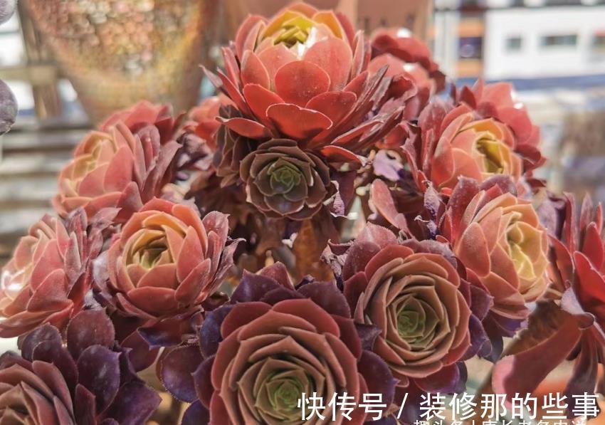 奥普琳娜|非开挂区的多肉如何安全度夏？我按照自己的养护经验来告诉你答案