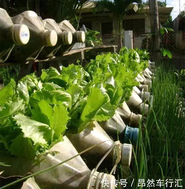 小菜园|养花技巧:一个油桶胜过两花盆,种菜养花好用又省钱!