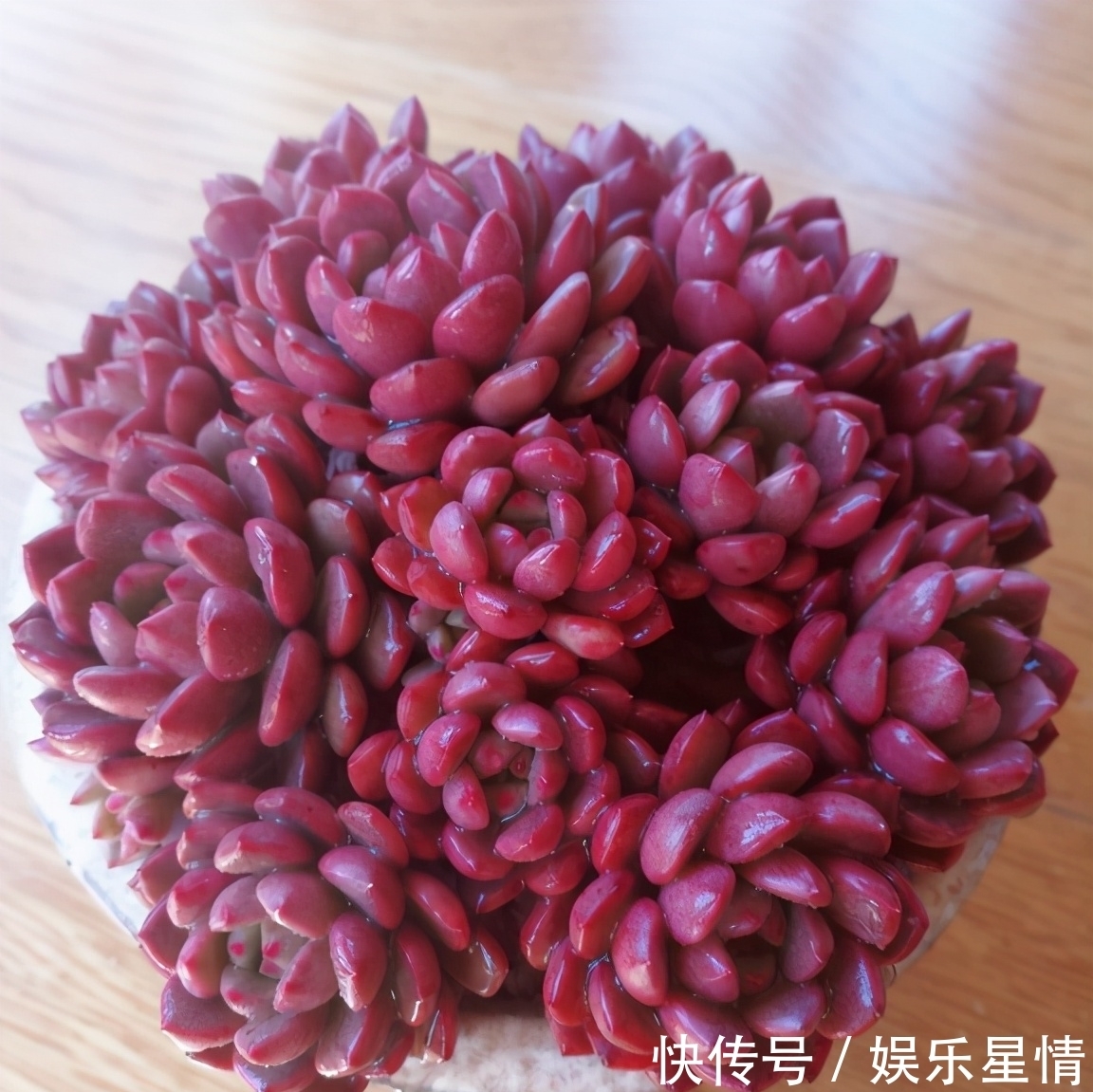 捧花|原来红宝石多肉，不但能养出鲜红的颜色，还能培育成“捧花”状态