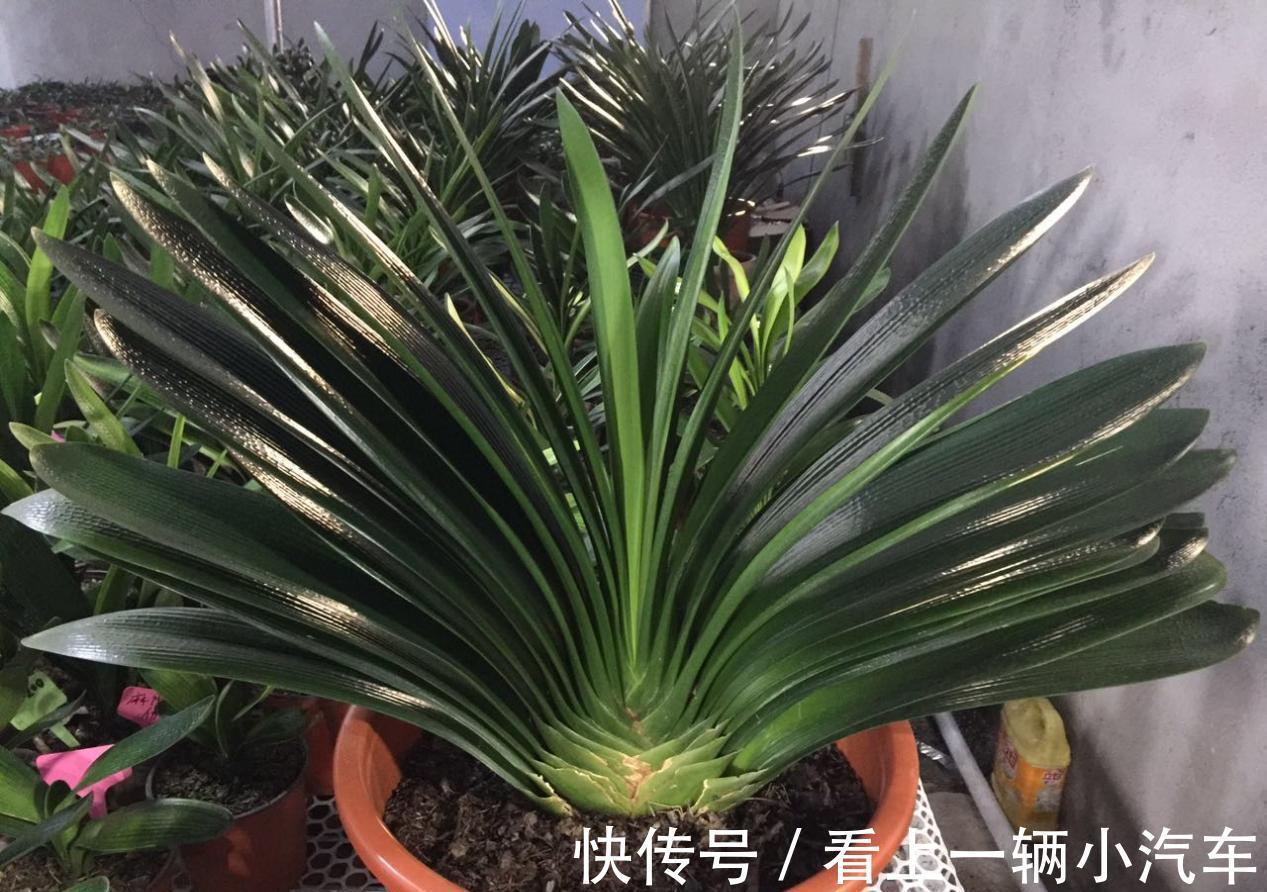 百花“珍品”君子兰,盆栽期间该注意什么?