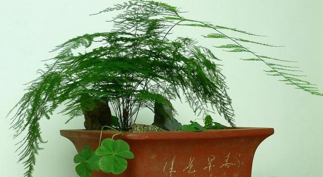 养殖|家庭养殖文竹只要做到此4点,新手也可以养的很茂盛