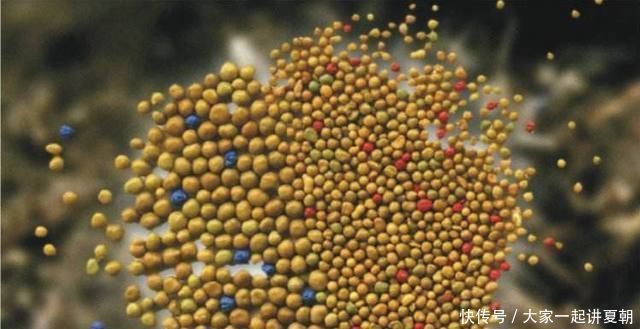 君子兰其实很好养,在花盆加点这东西,花开不断,长得那叫一个旺