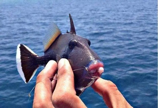 为什么别人能爆护,我却不上鱼呢?原来是这些地方没做好