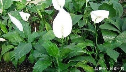 总是睡不好养这4种花,家里空气一级棒,一家老小睡得香!