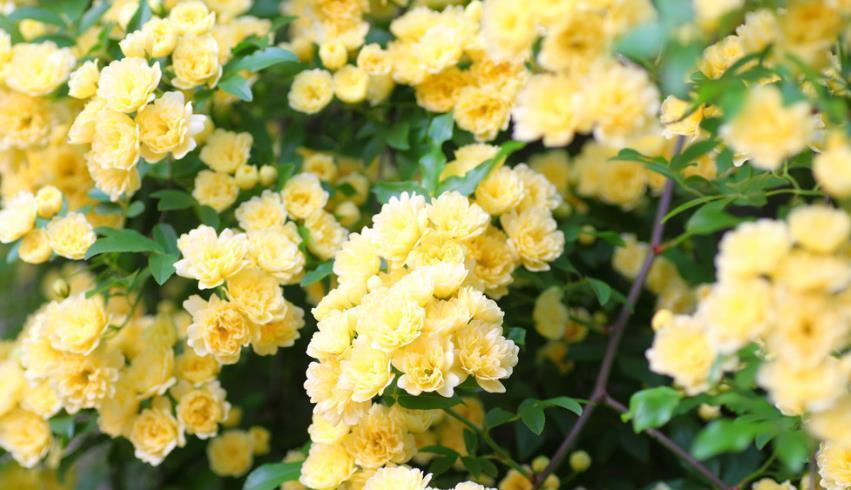 重瓣凤仙花|庭院选这几款花,花姿妖娆,花开美观又大气,花色艳丽灿烂无双