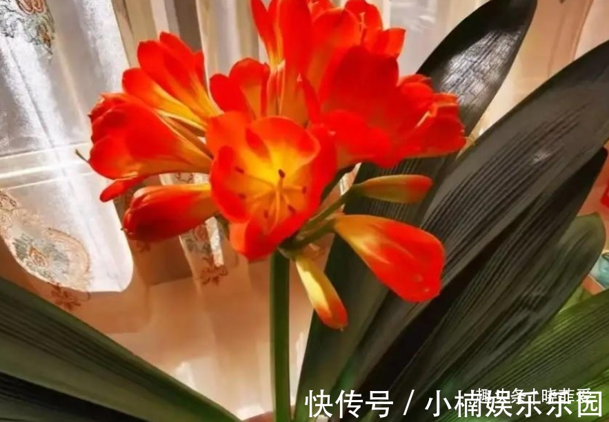 容易被水浇死的“14种花”,手太勤反而养不活