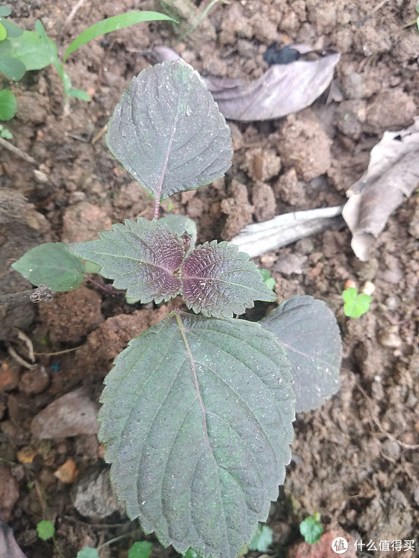 阳台养花系列-介绍几种适合阳台生存（够皮实）香料植物