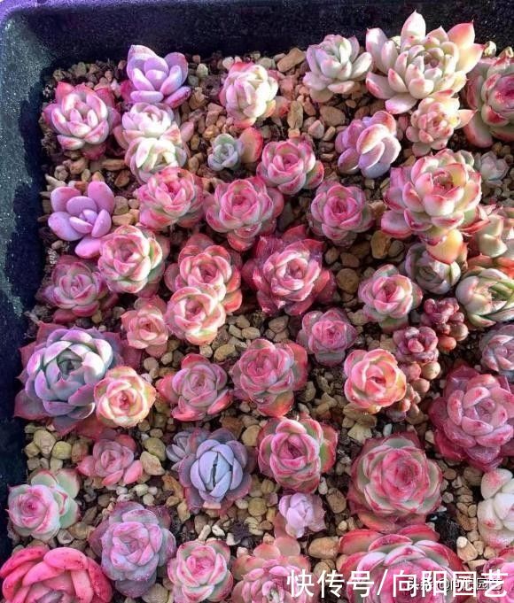 露台|多肉养的是开心，养得太多就不好了，有露台还好，室内不要养太多