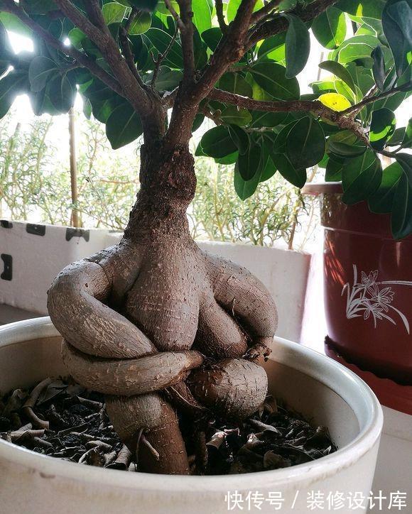 金边吊兰|盆栽榕树怎么养？注意2点，枝叶很多、绿油油很繁茂、造型也美