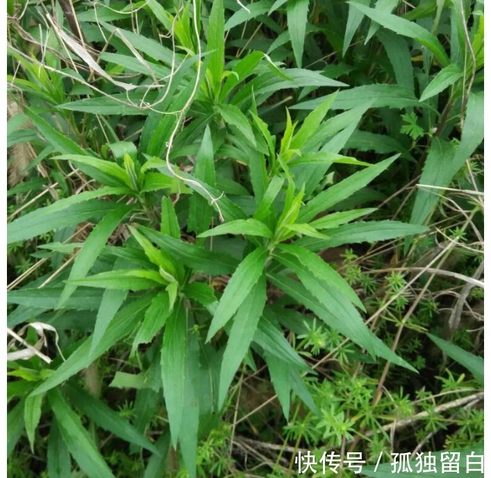 中药材|令人痛恨的野草居然是牙疼草,蓬蓬草,咋就成了中药材了?