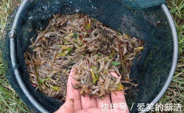 小鱼|野钓昂刺鱼,特效饵料“排行榜”,蚯蚓最常用,但是虾肉适应广