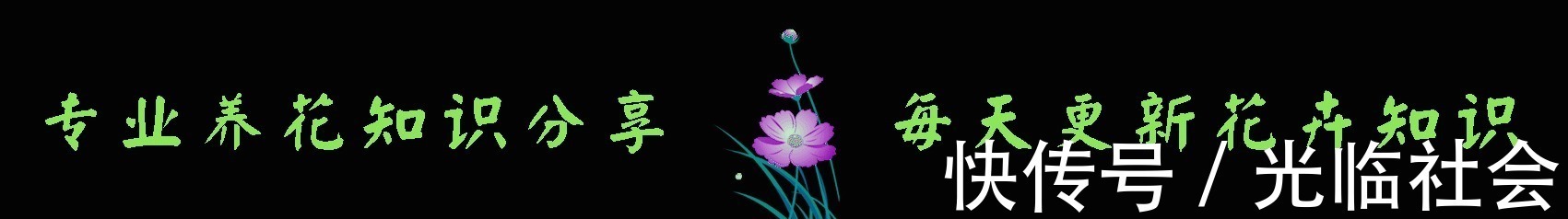 养花|“精品玫瑰”甜蜜,似糖果般甜蜜,含苞待放,可以说是养花必备