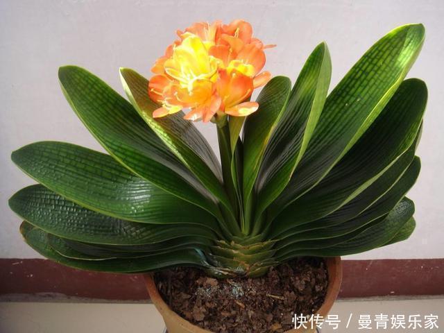 原来白糖才是最好的花肥,绿萝、君子兰,再也不用买高价肥了