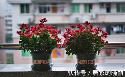 施肥|入秋后，该怎么养护长寿花？5点做到位，冬日将不断开花长新叶