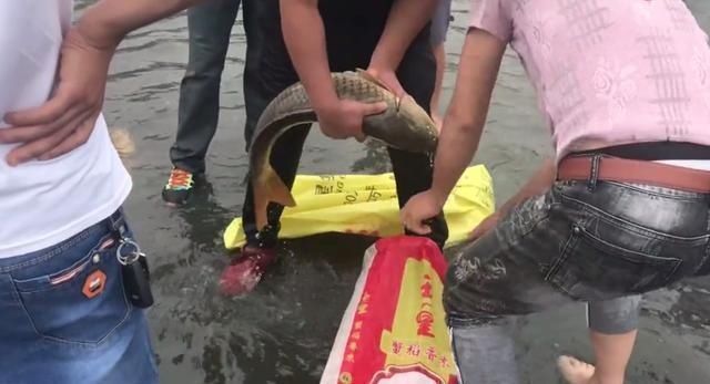 闸口|二十斤的鲤鱼、十几斤的翘嘴鱼“随便捡”石梁河关闸,鱼困浅滩