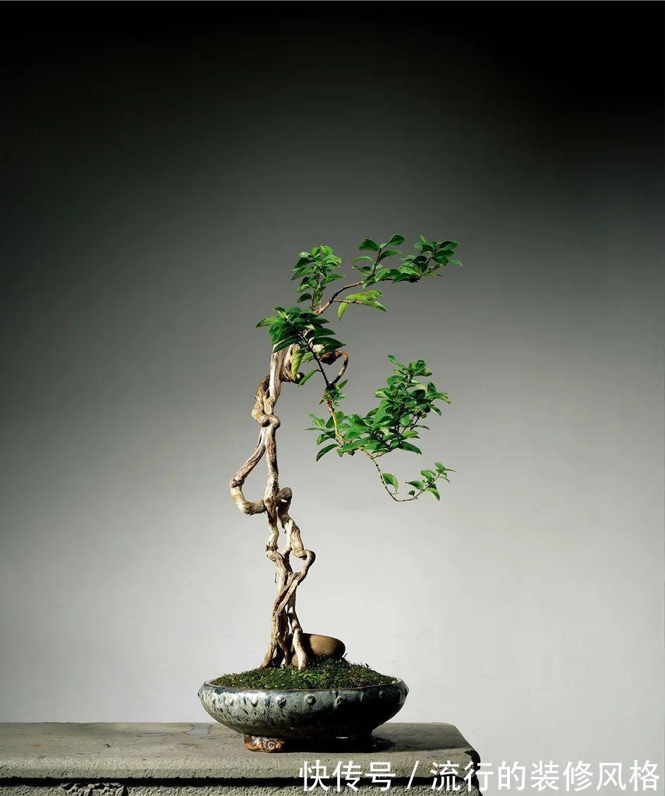 浇水|金银花根系发达,一造型便“立竿见影”,轻松获取盆景制作的欢乐