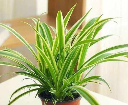 养花不死，全靠盆土，用这个土养花，能活几十年