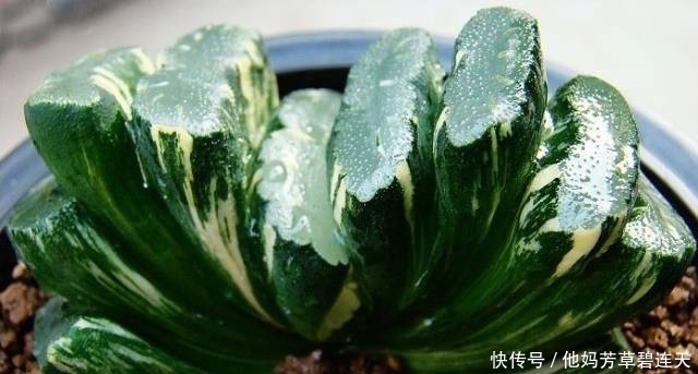 这个小盆栽居然卖600多万,快看看你家有没有!