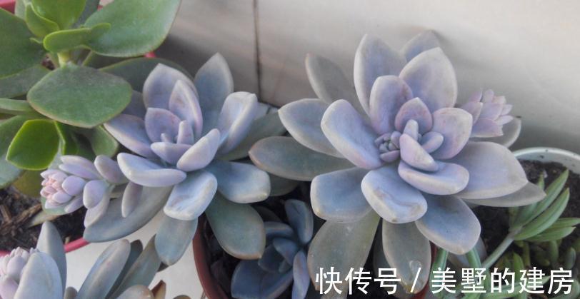 适应性|天气渐冷,想要入坑养多肉?盆栽这3款,0度植株照样状态好