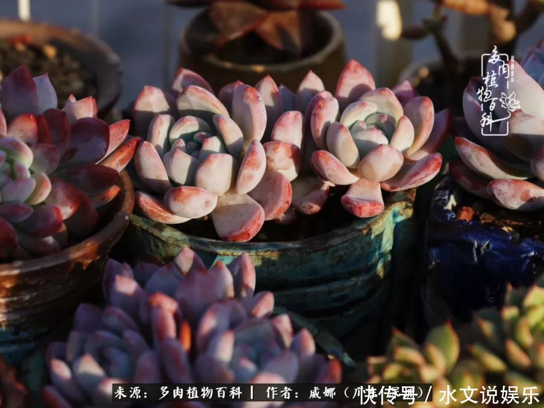 日子|笼子里露养的多肉,越养越美!有多肉的日子伴着小确幸!