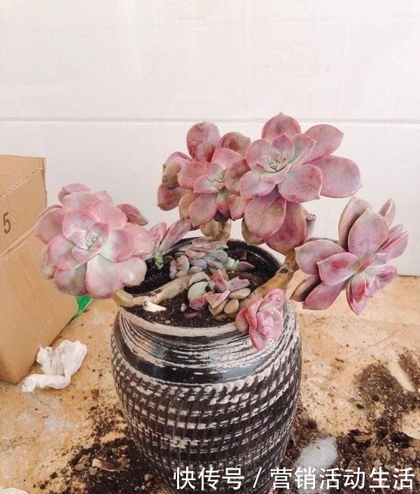 3种花不能养老桩,开花越来越少,最后只剩光杆!