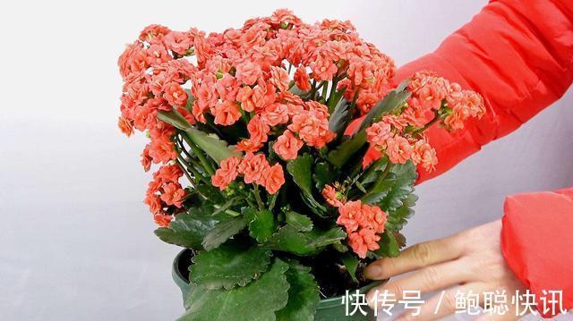 长寿花“半死不活”僵一年3点大营救,浇点促花肥,花苞挤满盆