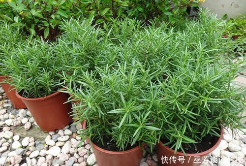 睡眠质量|蚊虫不喜欢这种花，现在养养一盆，夏天连蚊香钱都省了