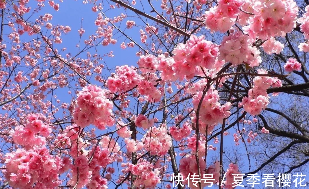 少女|此花所代表的是爱和希望,是代表了高雅的花,就像是少女一样