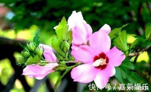 几款花卉，好养易活颜值高，花期长达200天，阳台养出小花园