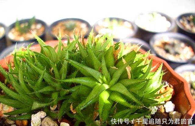 这些植物在原产地是“野草”,现在居然也当多肉养,颜值一言难尽