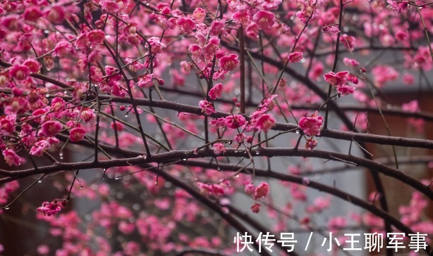 庭院无树,无福无禄?有院子就种15种树,随便选一种,吉祥又好看