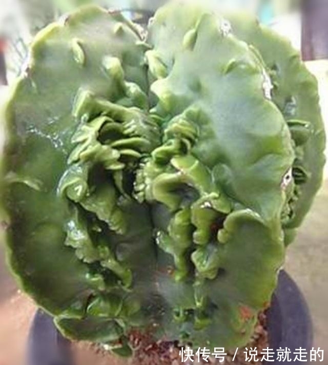 来客|这些星球属的多肉植物,宛如神秘的星空来客,奇异而美丽