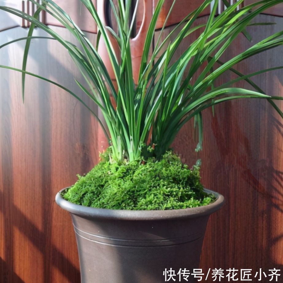 四月兰花发芽关键期,它有“四怕”,想要发芽快又壮,尽量不要做