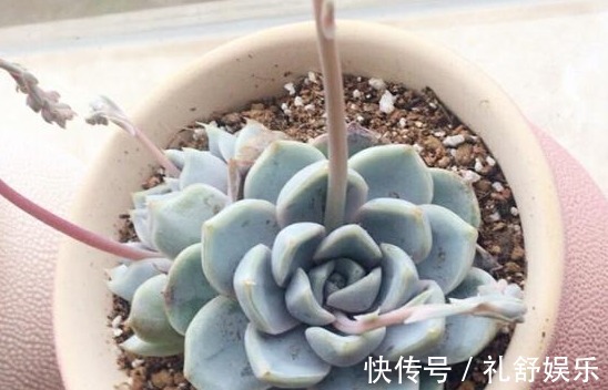 多肉植物|养多肉用1种“溶液”,再也不徒长,叶片长得肥又厚,疯长到爆盆